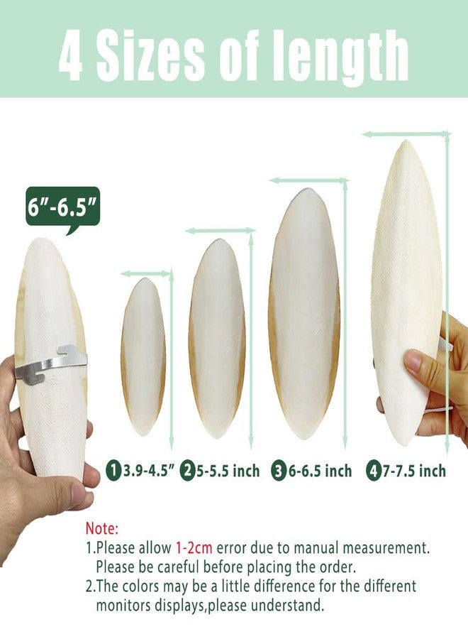 Mivofun Cuttlebone for Birds Parakeets Canaries Cockatiels Small Conures Mynahs Toucans African Greys All Parrots Snails Totoise,Natural Cuttlefish Bone for Bird Cage (7"-7.5"(Pack of 6)) - Image 2